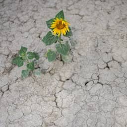 Uitzonderlijke hitte in Europa wakkert droogte verder aan