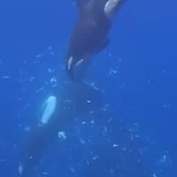 Video | Orka ramt maanvis die daardoor uiteenspat in duizenden stukken