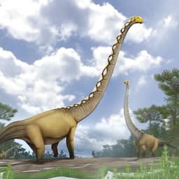 Thaise onderzoekers ontdekken nieuwe dinosoort met nek van twintig meter