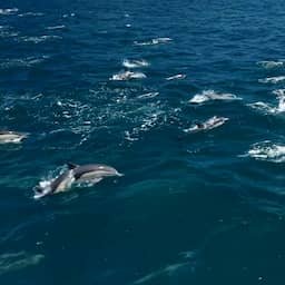 Video | Drone filmt grote groep dolfijnen die uit het water springt in VS