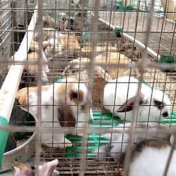 1.800 konijnen en ruim honderd honden in Zuid-Holland in te kleine hokken