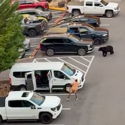 Video | Mensen vluchten massaal voor beer op Amerikaanse parkeerplaats
