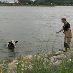 Video | Koe neemt duik in snelstromende Waal en wordt gered door de brandweer